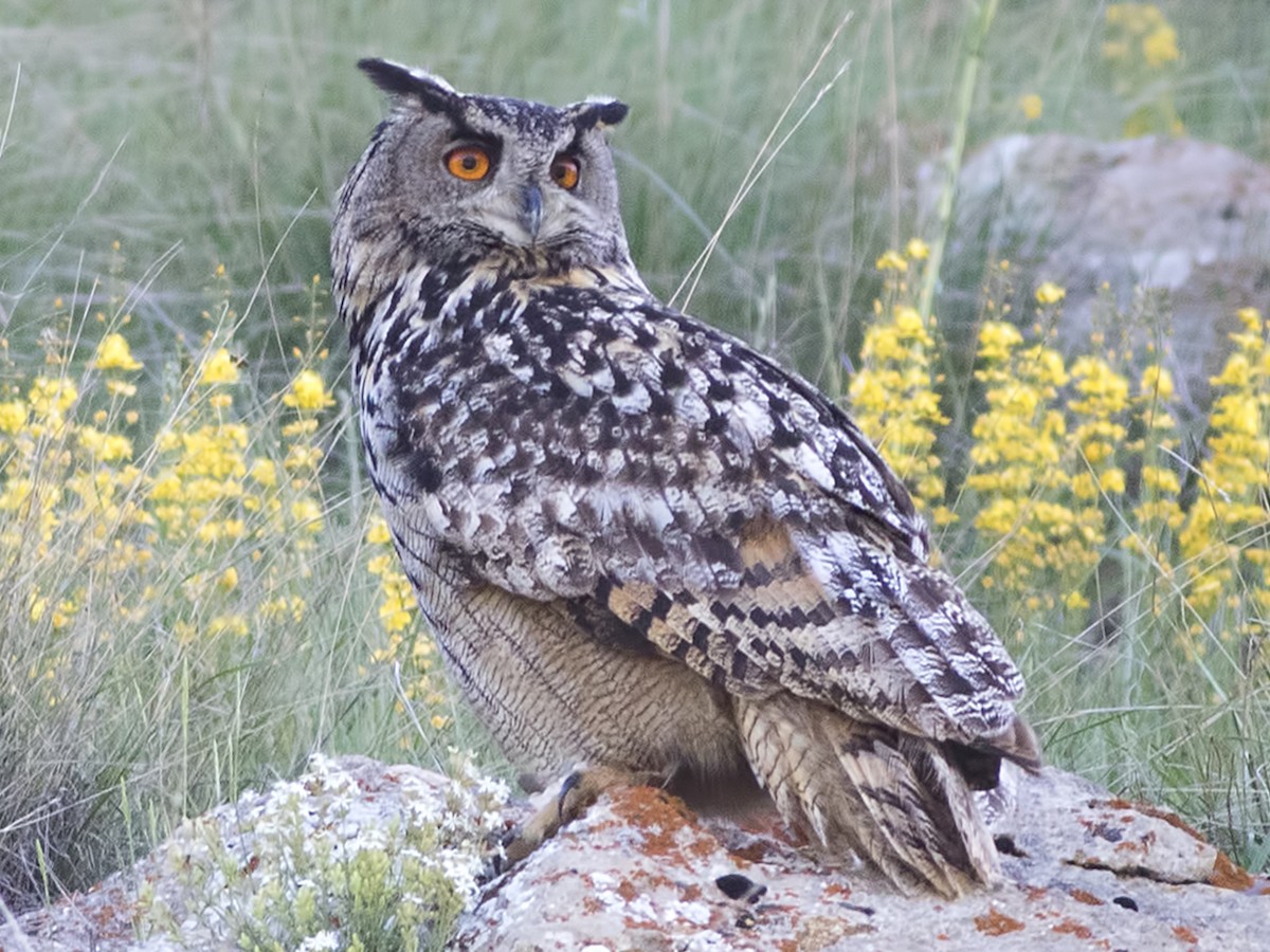 https://www.nepalminute.com/uploads/posts/Eurasian Eagle Owl1671004445.jpg